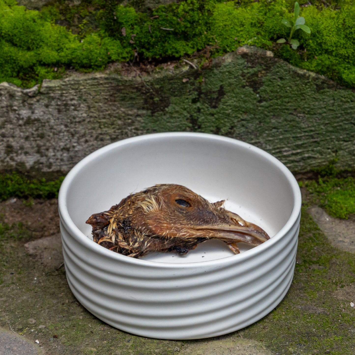 Cabeza de Pavo-Chuches para perros