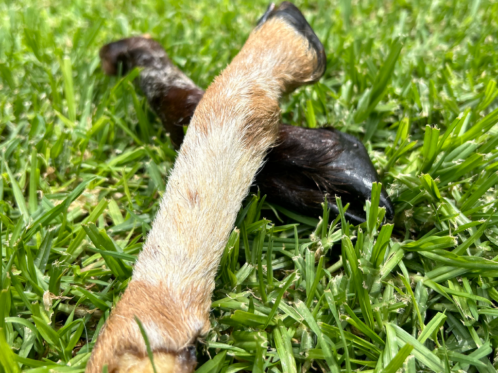 Chuches Box | Membresía de Premios y Carnazas para Perros